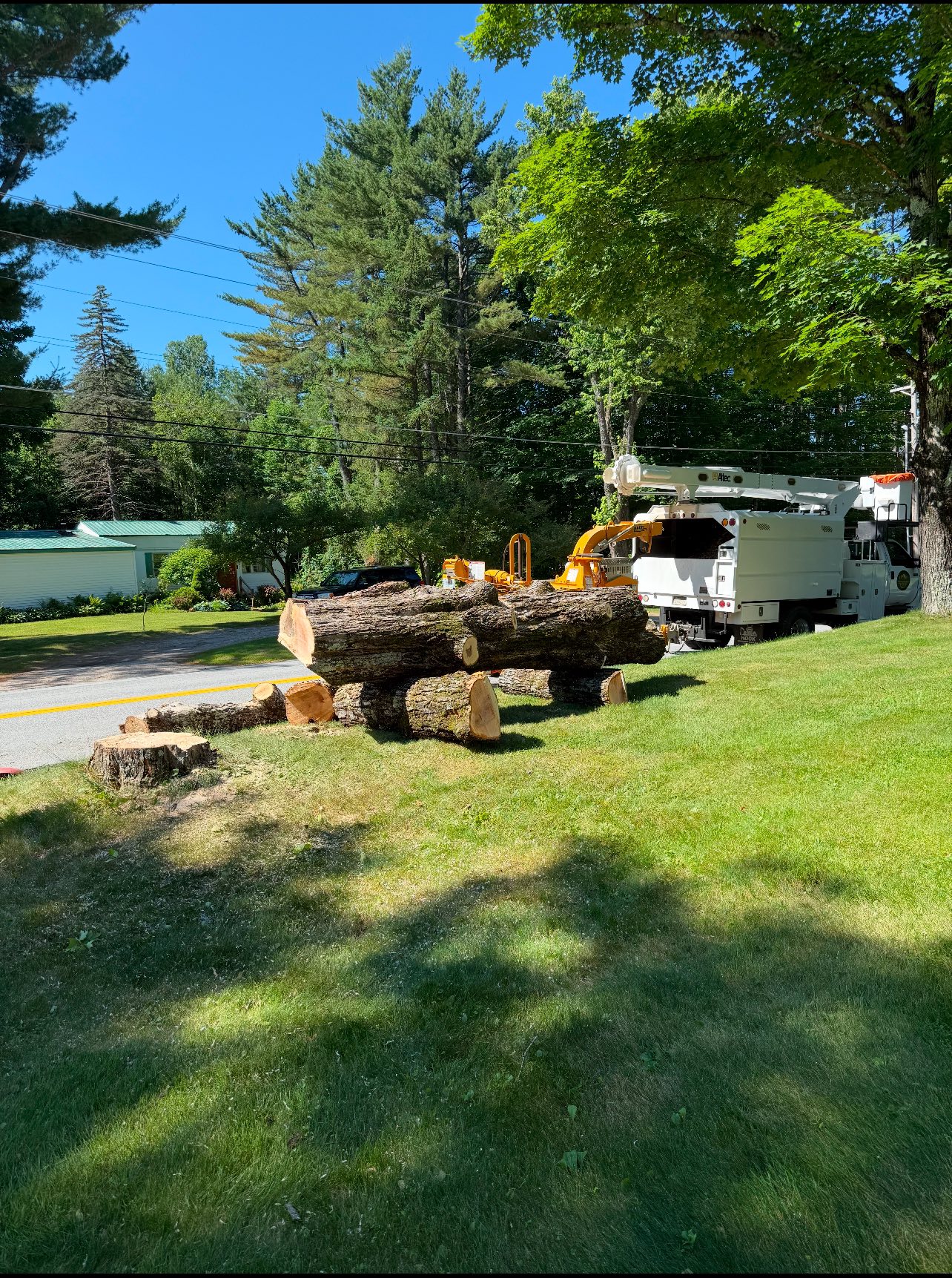 A large diameter tree taken down by Broadleaf Tree Service heading through the industrial wood chipper.