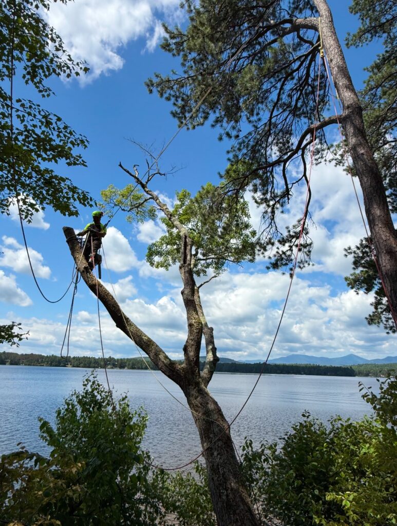 Stalin in a tree top pruning limbs over the lake.