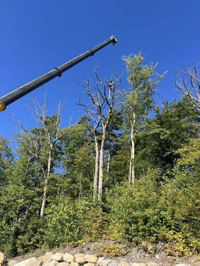 Giant crane helping Stalin high atop a tree.